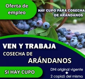 Cosecha de Arándanos: Un Motor de Empleo Temporal en la Agricultura