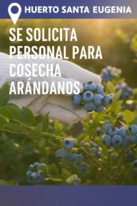 Se solicita personal para cosecha de arándanos: Clave para el éxito de la temporada 2026